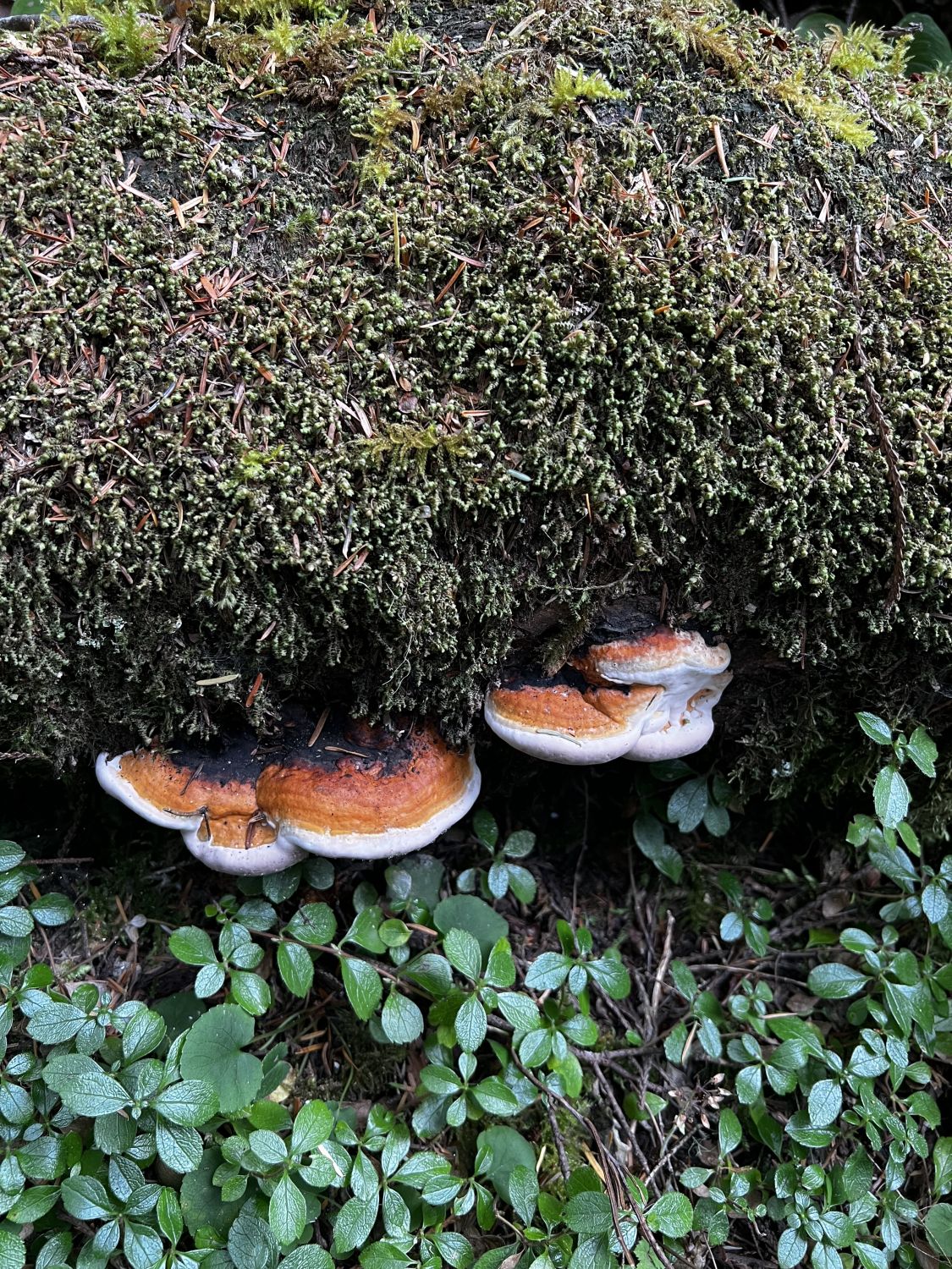 Olympic NP 